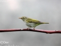 Eastern Crowned Warbler