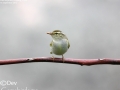 Eastern Crowned Warbler