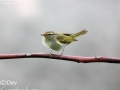 Eastern Crowned Warbler