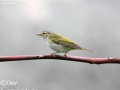 Eastern Crowned Warbler