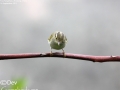 Eastern Crowned Warbler