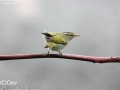 Eastern Crowned Warbler