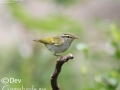 Eastern Crowned Warbler