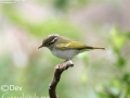 Eastern Crowned Warbler