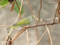 Eastern Crowned Warbler