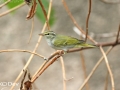 Eastern Crowned Warbler