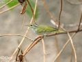 Eastern Crowned Warbler