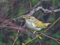 Eastern Crowned Warbler
