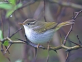 Eastern Crowned Warbler