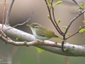 Eastern Crowned Warbler