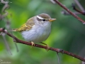 Eastern Crowned Warbler