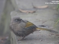 Elliot's Laughingthrush