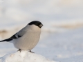 Eurasian Bullfinch