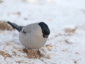 Eurasian Bullfinch
