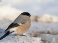 Eurasian Bullfinch