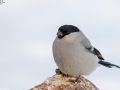Eurasian Bullfinch