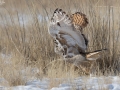 Eurasian Eagle Owl