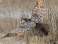Eurasian Eagle Owl
