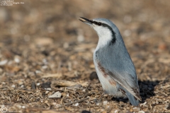 Eurasian Nuthatch
