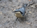 Eurasian Nuthatch