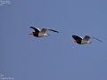 Eurasian Oystercatcher