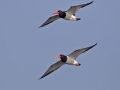 Eurasian Oystercatcher