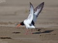 Eurasian Oystercatcher