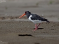 Eurasian Oystercatcher