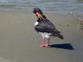 Eurasian Oystercatcher