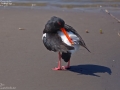 Eurasian Oystercatcher