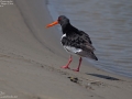 Eurasian Oystercatcher