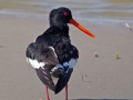 Eurasian Oystercatcher