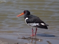 Eurasian Oystercatcher