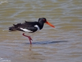 Eurasian Oystercatcher