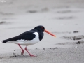 Eurasian Oystercatcher