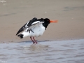 Eurasian Oystercatcher