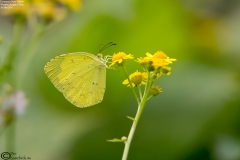Eurema hecabe