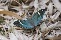 Euthalia pratti