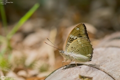 Euthalia pratti