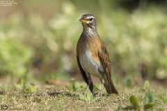 Eyebrowed Thrush