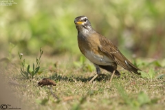 Eyebrowed Thrush