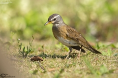 Eyebrowed Thrush