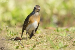 Eyebrowed Thrush