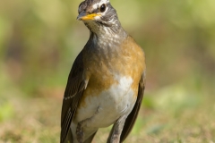 Eyebrowed Thrush
