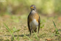 Eyebrowed Thrush