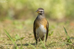 Eyebrowed Thrush
