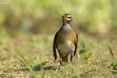 Eyebrowed Thrush