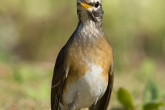 Eyebrowed Thrush