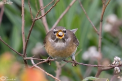 Eyebrowed Thrush