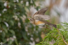 Eyebrowed Thrush